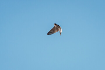 swallow bird flying in the sky with their wings spread
