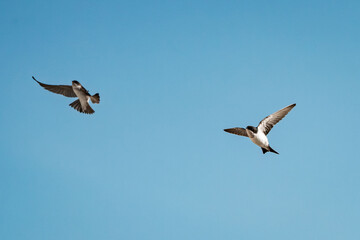 cute little swallow bird flying in the sky