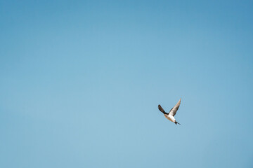 cute little swallow bird flying in the sky