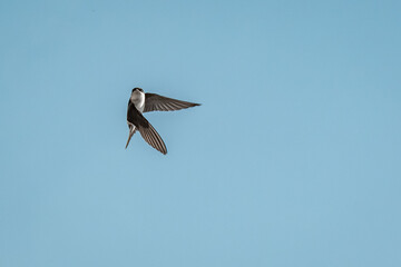 cute little swallow bird flying in the sky