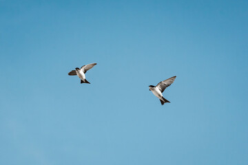 cute little swallow bird flying in the sky