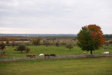Fototapeta premium Beautiful horses grazing in countryside. Lovely domesticated pet