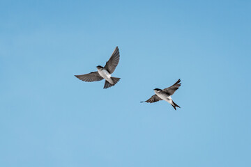 cute little swallow bird flying in the sky