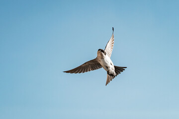 cute little swallow bird flying in the sky