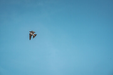 cute little swallow bird flying in the sky