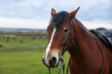 Obraz premium Beautiful brown horse outdoors, space for text. Lovely domesticated pet