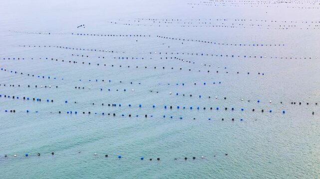 Drone view of large fishing nets arranged in the sea for seafood harvesting
