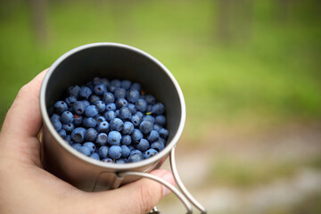 Outdoor picking of ripe blueberries in woodland