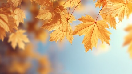 Fototapeta premium Golden autumn maple leaves against a soft blue sky. Fall season background for greeting card, banner, or seasonal promotion. Natural beauty and vibrant color.