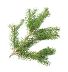 Green Christmas tree branch on white background, top view