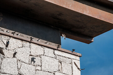 beautiful swallow little bird in flight 