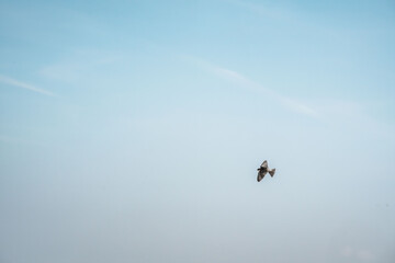 Fototapeta premium beautiful swallow little bird in flight 