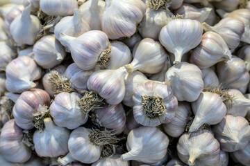 바로 재배한 신선하고 향긋한 마늘들