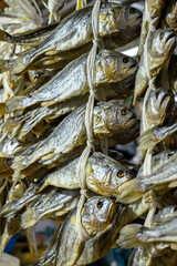 줄에 묶인 여러 마리의 굴비들 