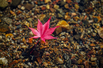 개울물 위에 떠내려가는 빨간색 단풍나뭇잎 