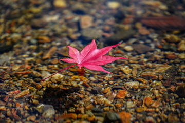 개울물 위에 떠내려가는 빨간색 단풍나뭇잎 