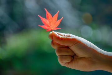 붉은색으로 물든 단풍나무잎을 잡고 있는 손 