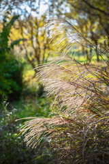 푸른 가을 들판에 자란 억새풀 