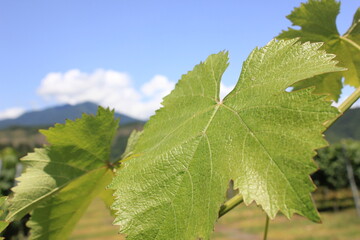 grape vine leaves