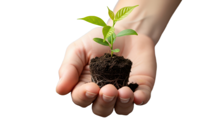 Hand holding young plant with fresh green leaves and rich soil on isolated background
