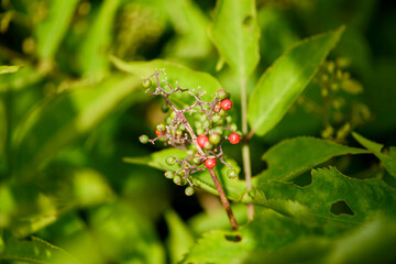 Sambucus williamsii, known as Williams elder, a deciduous shrub with hollow stems, opposite compound leaves, white flowers blooming in May, and red berries in summer. Photographed in Korea.