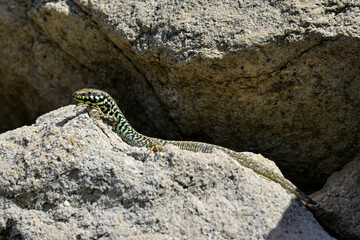 Milos wall lizard - male // Milos-Mauereidechse - Männchen (Podarcis milensis) - Milos, Greece