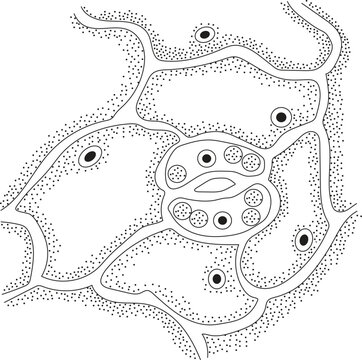 Structure of Stoma