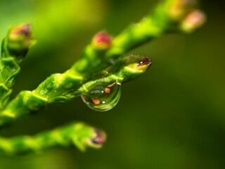Close-up of a water droplet on a bright green leaf