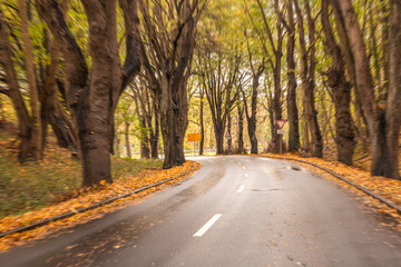 Autumn curved road through forest trees. Golden leaves on asphalt.