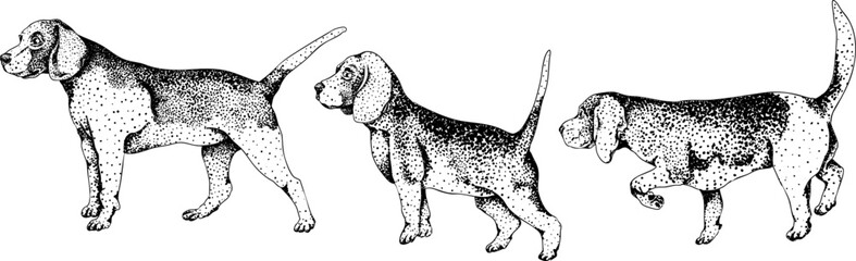 Vector elements of traditional English horse hunting. Hunting dogs