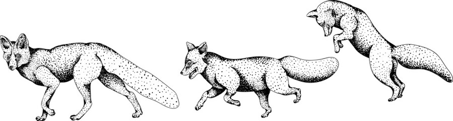 Vector elements of traditional English horse hunting. Hunting prey, fox
