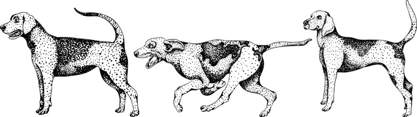 Fototapeta premium Vector elements of traditional English horse hunting. Hunting dogs