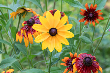 Flowering perennial garden rudbeckia, decorative bright bush.