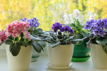 Blooming perennial multi-colored violets on a home windowsill.