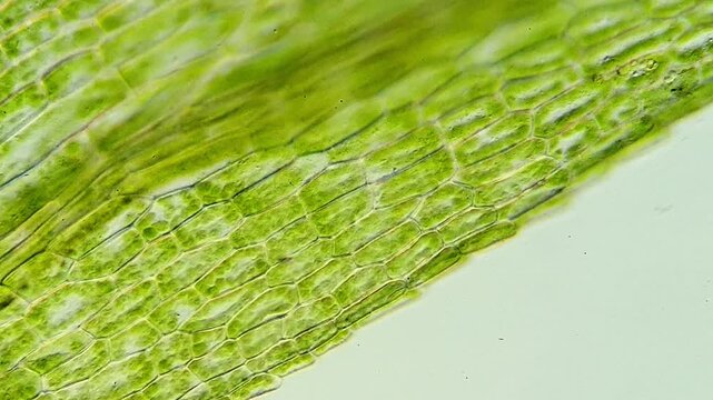 Detailed Observation of Moss Leaf Anatomy at Microscopic Scale