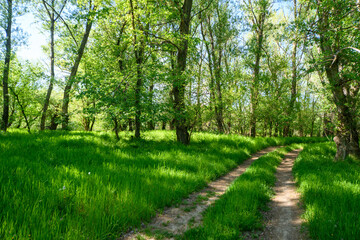 A beautiful spring scene in the forest, with a dirt road and bright sunlight shining through the leaves of the trees onto the grass.