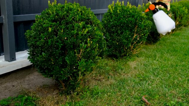 Spraying boxwood in the garden. Selective focus.