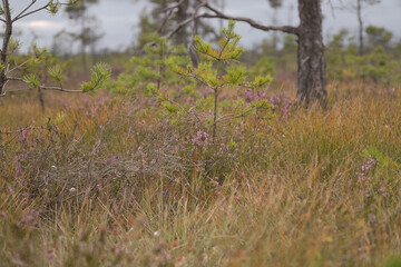 Purple flowering heather in a moorland landscape with grasses and young pines.