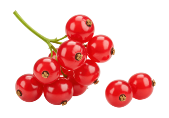 Isolated bunch of vibrant red currant berries with a sprig on a clean background.