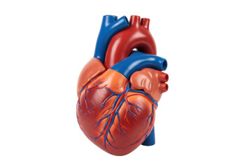 Isolated heart model shows cardiovascular health, human anatomy for education, medicine, or science