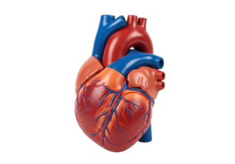 Isolated heart model shows cardiovascular health, human anatomy for education, medicine, or science