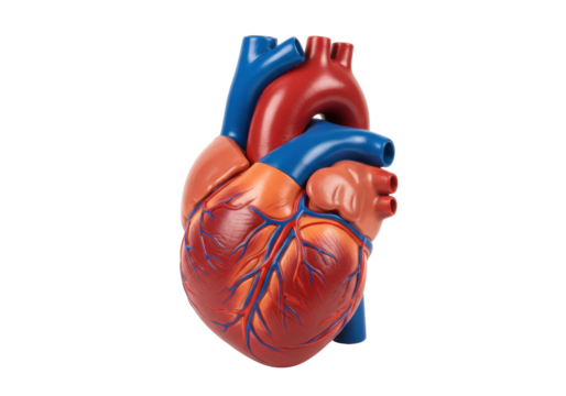 Isolated heart model shows cardiovascular health, human anatomy for education, medicine, or science