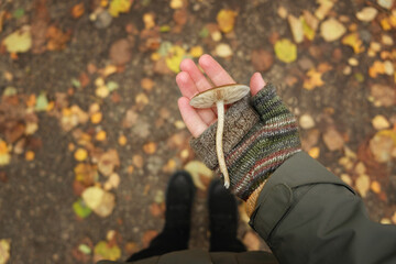mycena mushroom in hand close up outdoor, abstract natural background. harvest time, picking fungi. Forest aesthetic. atmosphere fall season image. soft focus. top view