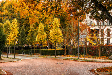 Autumn city street with golden trees. Urban warmth.