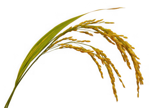 Rice stalk with ripe grains - Powered by Adobe