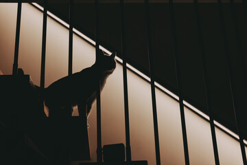 A cat walking down stylish wooden stairs in a cozy home interior with soft warm lighting. Minimalist architecture, modern design, calm evening atmosphere Lifestyle blogs, home decor and comfort living