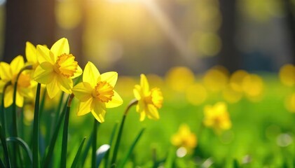 Obraz premium A vibrant cluster of yellow daffodils blooming in a lush green spring meadow, bathed in bright sunlight Perfect for spring themes, Easter, and nature-related projects , floral, natural
