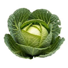 Obraz premium Cabbage