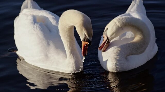 Slow-motion cinematic scene of swans moving across a glassy pond at daybreak.