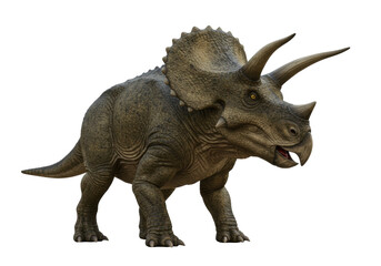 Fototapeta premium Isolated triceratops, a dinosaur with horned face, head, and frill ornamentation on its neck